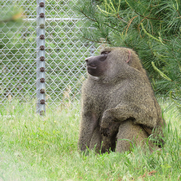 Monkey Sanctuary